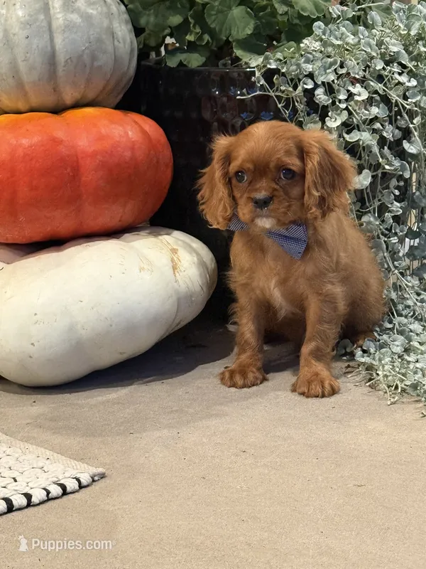 Louie – Cavalier King Charles Spaniel puppy for sale in Centralia, IL