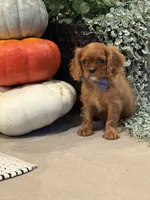 Louie, a male Cavalier King Charles Spaniel for sale in Centralia, IL – 1 of 4