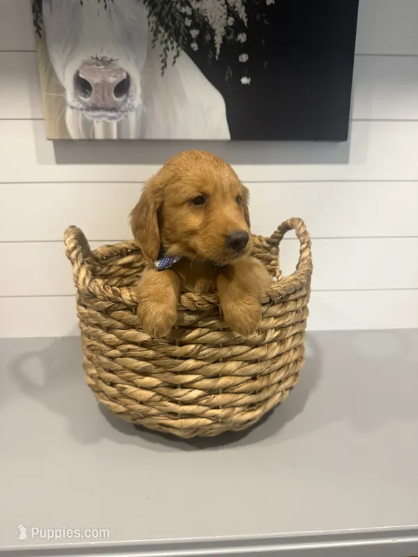 Milo – Golden Retriever puppy for sale in Centralia, IL