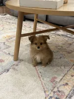 Benny, a male Pomapoo for sale in Centralia, IL – 3 of 3