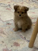 Benny, a male Pomapoo for sale in Centralia, IL – 2 of 3