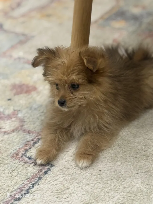 Benny – Pomapoo puppy for sale in Centralia, IL