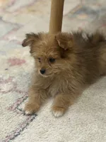 Benny, a male Pomapoo for sale in Centralia, IL – 1 of 3