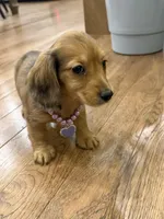 Darby, a female Miniature Dachshund for sale in Centralia, IL – 2 of 3