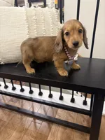 Darby, a female Miniature Dachshund for sale in Centralia, IL – 3 of 3