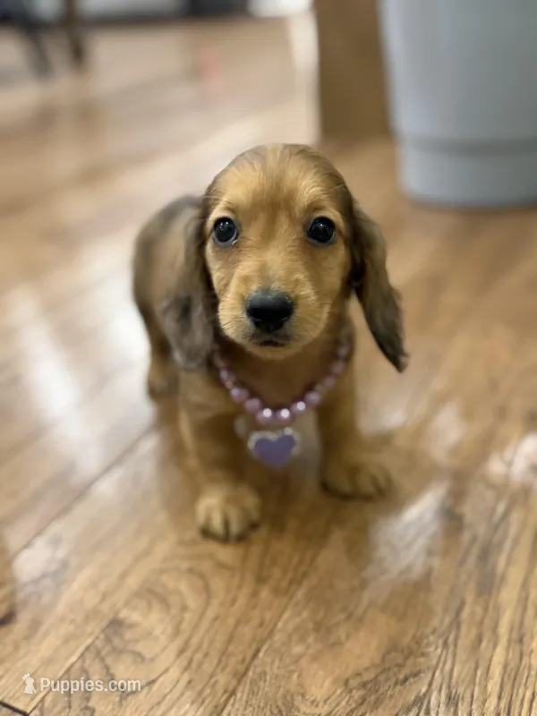 Darby – Miniature Dachshund puppy for sale in Centralia, IL