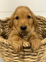 Annie, a female Golden Retriever for sale in Centralia, IL – 2 of 2