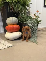 Louie, a male Cavalier King Charles Spaniel for sale in Centralia, IL – 4 of 4