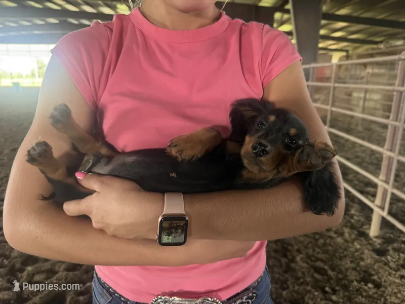 Frankie  – Miniature Dachshund puppy for sale in Centralia, IL