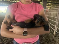 Frankie , a male Miniature Dachshund for sale in Centralia, IL – 1 of 6