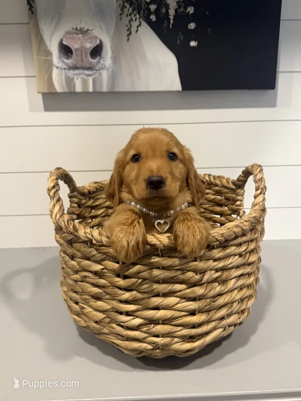 Annie – Golden Retriever puppy for sale in Centralia, IL