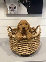 Annie, a female Golden Retriever for sale in Centralia, IL – 1 of 2
