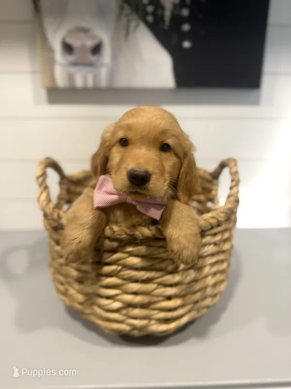 Fletcher – Golden Retriever puppy for sale in Centralia, IL