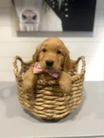 Fletcher, a male Golden Retriever for sale in Centralia, IL – 2 of 2
