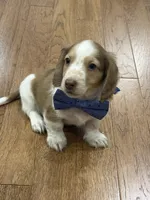 Hank , a male Miniature Dachshund for sale in Centralia, IL – 2 of 3