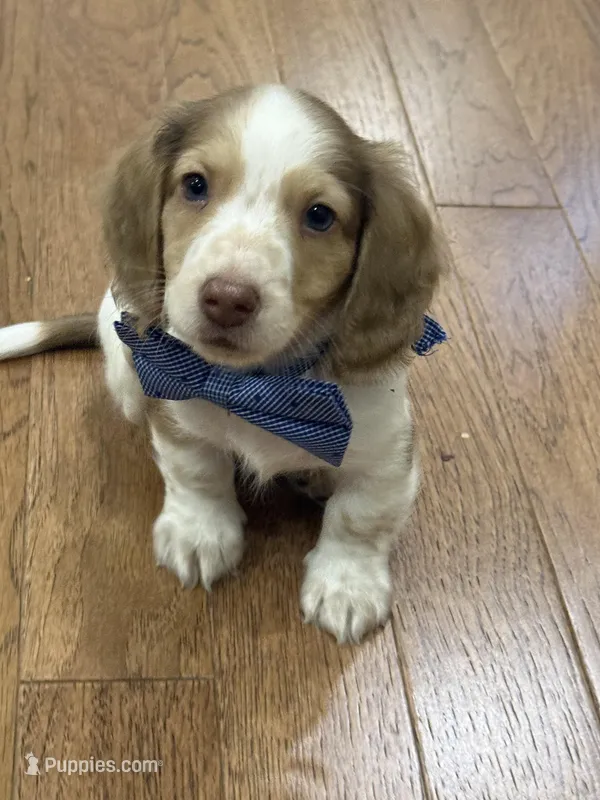 Hank  – Miniature Dachshund puppy for sale in Centralia, IL
