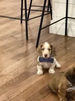 Hank , a male Miniature Dachshund for sale in Centralia, IL – 3 of 3