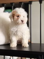 Charlie , a male Poodle - Miniature  for sale in Centralia, IL – Photo 2 of 2