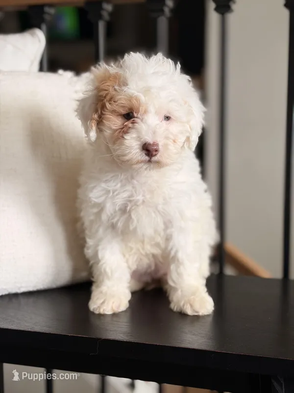 Charlie  – Poodle - Miniature  puppy for sale in Centralia, IL