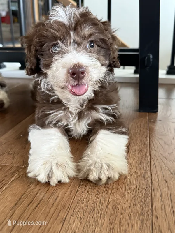 Teddy – Miniature Aussiedoodle puppy for sale in Centralia, IL