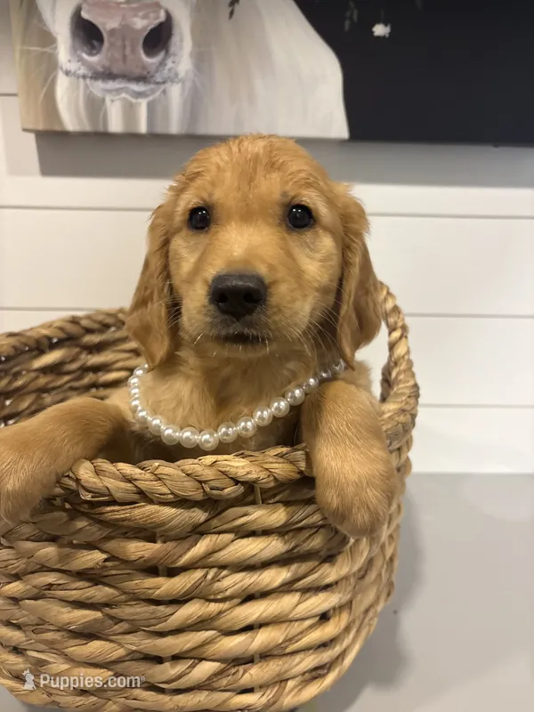 Honey – Golden Retriever puppy for sale in Centralia, IL
