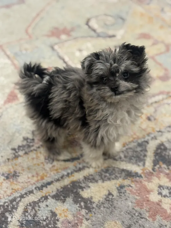 Leo – Pomapoo puppy for sale in Centralia, IL