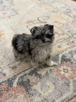 Leo, a male Pomapoo for sale in Centralia, IL – Photo 2 of 2