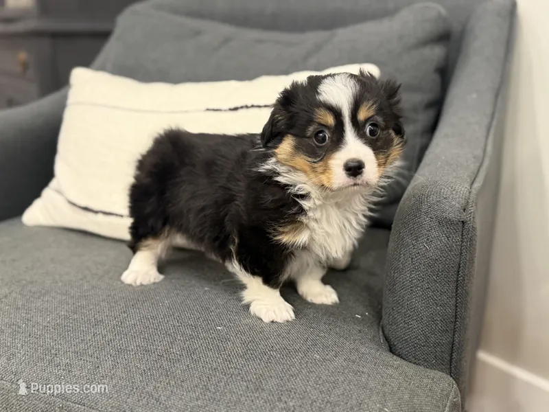 Ollie  – Pembroke Welsh Corgi, Cavalier King Charles Spaniel puppy for sale in Centralia, IL