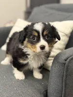 Ollie , a male Pembroke Welsh Corgi and Cavalier King Charles Spaniel for sale in Centralia, IL – Photo 2 of 2