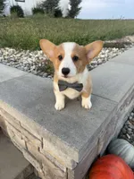 Waylon, a male Pembroke Welsh Corgi for sale in Centralia, IL – 2 of 4