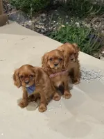 Teddy , a male Cavalier King Charles Spaniel for sale in Centralia, IL – 2 of 2