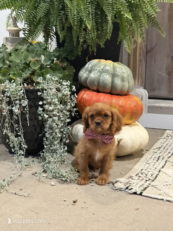Ollie – Cavalier King Charles Spaniel puppy for sale in Centralia, IL