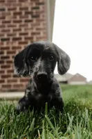 Dior, a male Miniature Dachshund for sale in Sellersburg, IN – 3 of 4