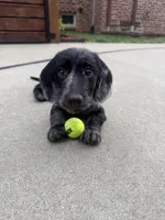 Dior, a male Miniature Dachshund for sale in Sellersburg, IN – 2 of 4