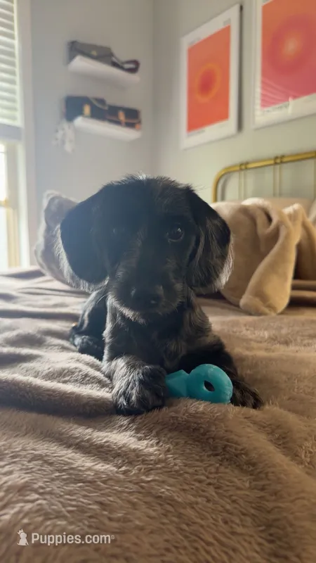 Dior – Miniature Dachshund puppy for sale in Sellersburg, IN