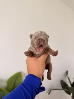  Anna-Isabella & Tan French Bulldog, a female French Bulldog for sale in Port Saint Lucie, FL – 4 of 4