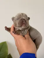  Anna-Isabella & Tan French Bulldog, a female French Bulldog for sale in Port Saint Lucie, FL – 2 of 4