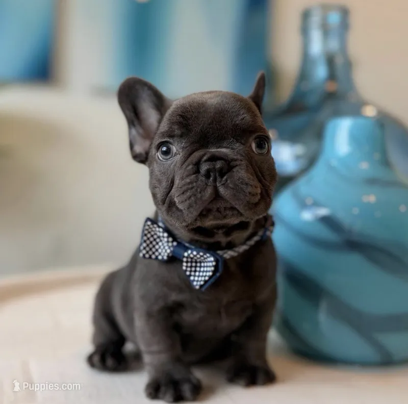 Bambi – Solid Blue French Bulldog Male – French Bulldog puppy for sale in Port Saint Lucie, FL