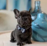 Bambi – Solid Blue French Bulldog Male, a male French Bulldog for sale in Port Saint Lucie, FL – 1 of 1