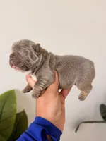  Flynn Rider – Isabella tan French Bulldog , a male French Bulldog for sale in Port Saint Lucie, FL – 2 of 8