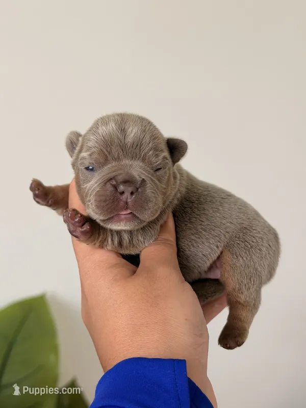  Anna-Isabella & Tan French Bulldog – French Bulldog puppy for sale in Port Saint Lucie, FL