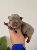  Anna-Isabella & Tan French Bulldog, a female French Bulldog for sale in Port Saint Lucie, FL – 1 of 4