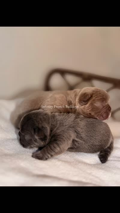  Flynn Rider – Isabella tan French Bulldog , a male French Bulldog for sale in Port Saint Lucie, FL – 7 of 8