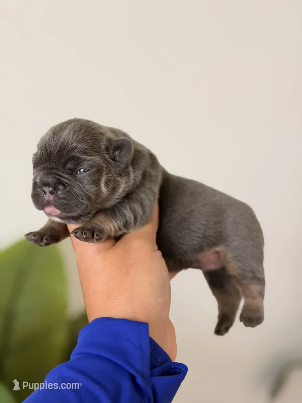 ELSA-BLUE TAN TRI French Bulldogs – French Bulldog puppy for sale in Port Saint Lucie, FL