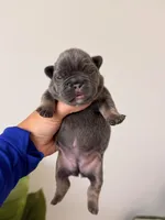 ELSA-BLUE TAN TRI French Bulldogs, a female French Bulldog for sale in Port Saint Lucie, FL – 4 of 7