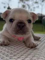 Cinderella , a female French Bulldog for sale in Port Saint Lucie, FL – Photo 5 of 9