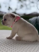 Cinderella , a female French Bulldog for sale in Port Saint Lucie, FL – Photo 3 of 9