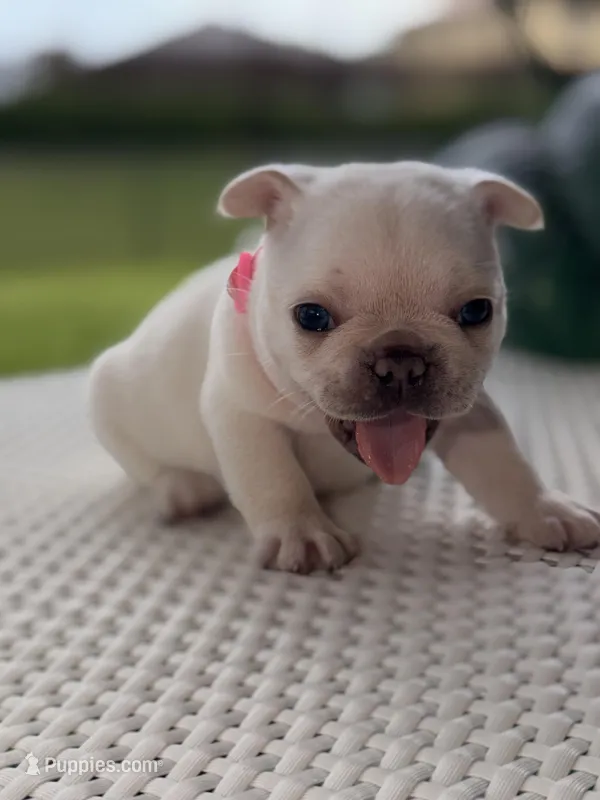 Cinderella  – French Bulldog puppy for sale in Port Saint Lucie, FL