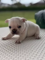 Cinderella , a female French Bulldog for sale in Port Saint Lucie, FL – Photo 8 of 9