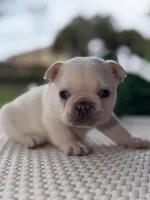 Cinderella , a female French Bulldog for sale in Port Saint Lucie, FL – Photo 4 of 9